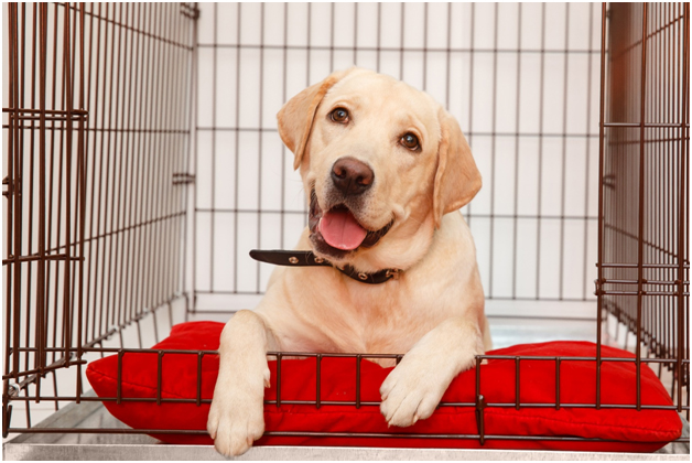 WWK9 crate training reduces stress as a relaxed dog finds tranquillity in a cozy crate, promoting emotional well-being